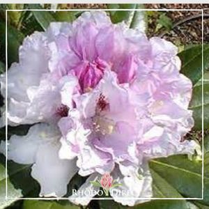 Rhododendron Gordon Jones - RhodoDirect: Rhododendrons Online