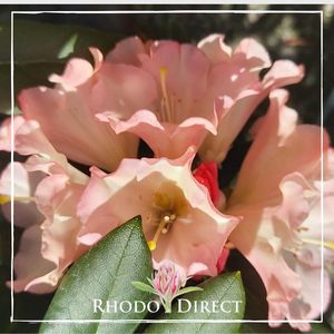 Rhododendron Alan Johnstone