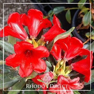 Rhododendron Titian Beauty - RhodoDirect: Rhododendrons Online