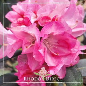 Rhododendron Anuschka