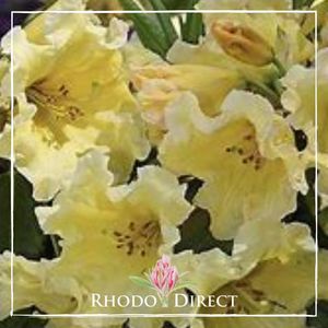 Products: Rhododendron Beautiful Day
