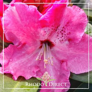 Rhododendron Arnold Piper