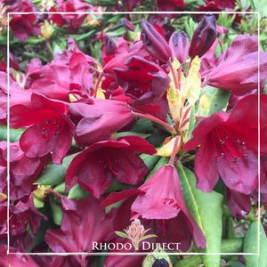 Rhododendron Impi - RhodoDirect: Rhododendrons Online