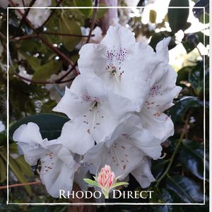 Products: Rhododendron Beauty of Littleworth