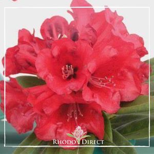 Rhododendron Gwyneth Masters - RhodoDirect: Rhododendrons Online