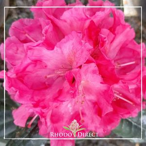 Rhododendron Hydon Hunter - RhodoDirect: Rhododendrons Online