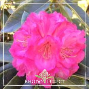 Products: Rhododendron Sir Robert Peel - RhodoDirect: Rhododendrons Online