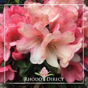 Products: Rhododendron Cupcake