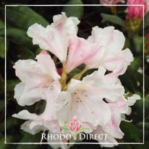Products: Rhododendron Yak Queen - RhodoDirect: Rhododendrons Online