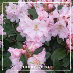 Products: Rhododendron Bronze Wings