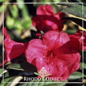 Products: Rhododendron Ostbo Red Elizabeth - RhodoDirect: Rhododendrons Online