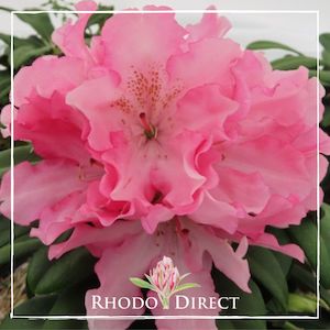 Products: Rhododendron Prince Of Japan - RhodoDirect: Rhododendrons Online