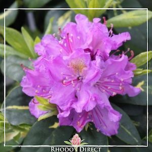 Rhododendron Gold Flimmer - RhodoDirect: Rhododendrons Online