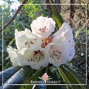 Rhododendron Grande - RhodoDirect: Rhododendrons Online