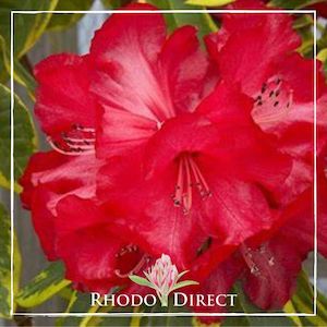 Rhododendron Cornubia Variegated