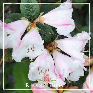 Rhododendron Princess Alice - RhodoDirect: Rhododendrons Online