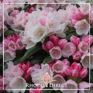 Products: Rhododendron Yak FCC - RhodoDirect: Rhododendrons Online