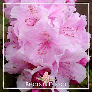 Rhododendron Pink Pearl - RhodoDirect: Rhododendrons Online