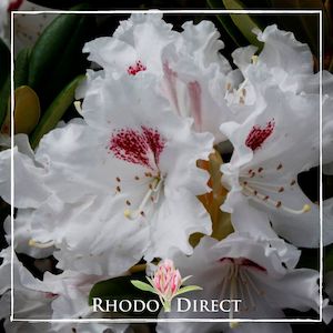 Products: Rhododendron Tiana - RhodoDirect: Rhododendrons Online