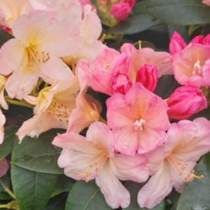 Products: Rhododendron Percy Wiseman - RhodoDirect: Rhododendrons Online