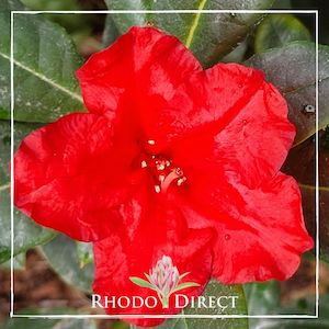 Rhododendron Baden Baden