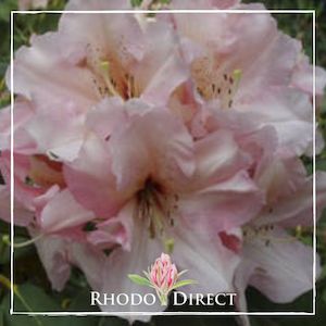 Rhododendron Bambino
