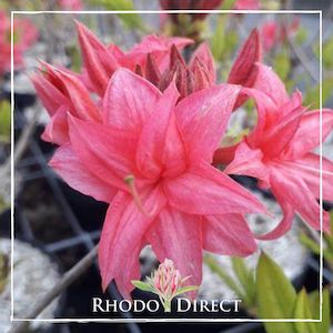 Azalea Homebush - RhodoDirect: Rhododendrons Online