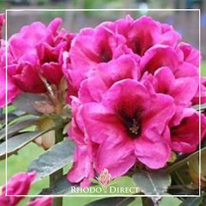 Rhododendron Midnight - RhodoDirect: Rhododendrons Online