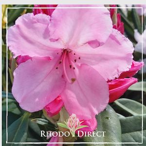 Products: Rhododendron Alice