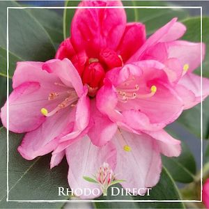 Rhododendron Dear One