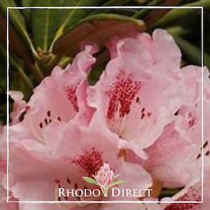 Rhododendron Barmsted