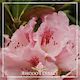 Rhododendron Barmsted