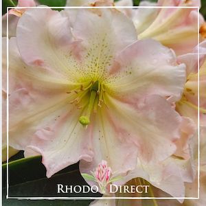 Products: Rhododendron Apricot Road