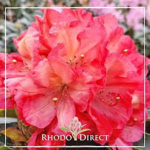 Products: Rhododendron Dads Indian Summer