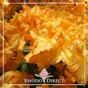 Azalea Midas Torch - RhodoDirect: Rhododendrons Online