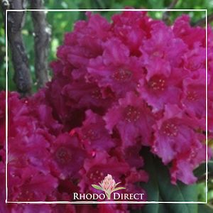 Rhododendron Most Admired - RhodoDirect: Rhododendrons Online