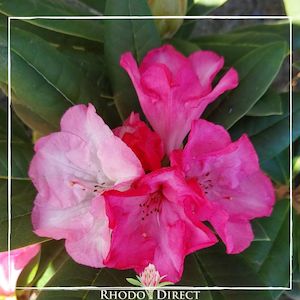 Rhododendron Forever Young - RhodoDirect: Rhododendrons Online