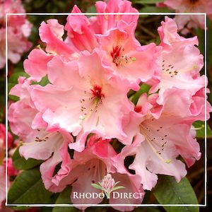 Rhododendron Lems Cameo - RhodoDirect: Rhododendrons Online