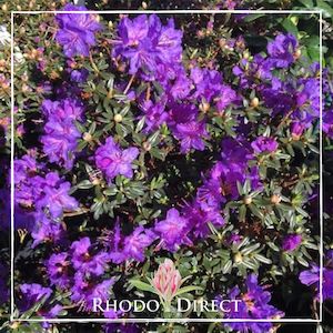 Rhododendron Glenfalloch Blue - RhodoDirect: Rhododendrons Online