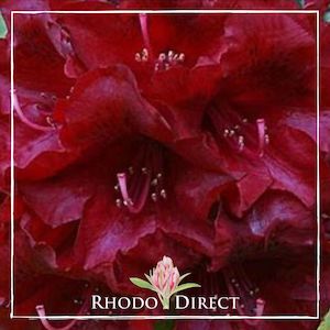 Products: Rhododendron Black Magic