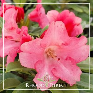 Rhododendron Surrey Heath - RhodoDirect: Rhododendrons Online
