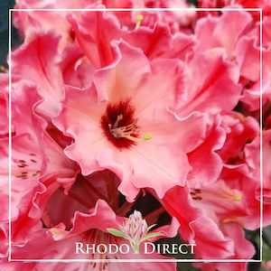 Rhododendron Willets - RhodoDirect: Rhododendrons Online