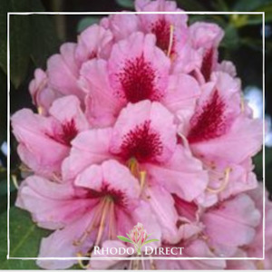 Products: Rhododendron Mrs GW Leak - RhodoDirect: Rhododendrons Online