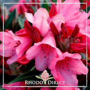 Rhododendron Winsome - RhodoDirect: Rhododendrons Online