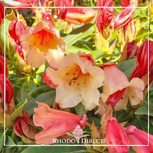 Rhododendron Jingle Bells - RhodoDirect: Rhododendrons Online