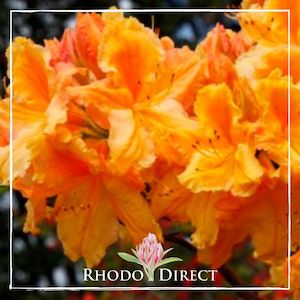 Azalea Yellow Beauty - RhodoDirect: Rhododendrons Online