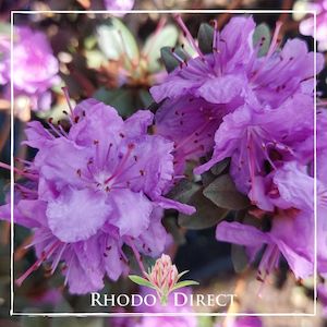 Products: Rhododendron Purple Gem - RhodoDirect: Rhododendrons Online