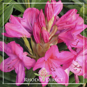 Rhododendron King's Cerise - RhodoDirect: Rhododendrons Online
