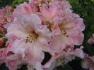 Rhododendron Kiwi Flash - RhodoDirect: Rhododendrons Online