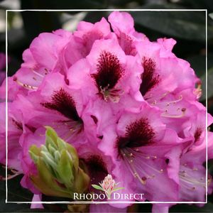 Rhododendron Kokardia - RhodoDirect: Rhododendrons Online